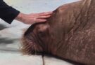 Новые приключения в  SeaWorld®  Yas  Island  в Абу-Даби