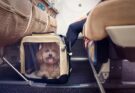 Etihad  Airways:  перелеты с питомцами стали дешевле